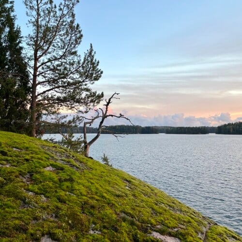 Roots Rebirth: yoga retreat